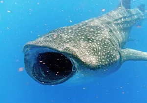 Adventure and Snorkel with the Whale Shark departing from Cancun