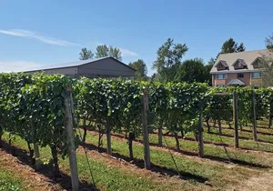 Fraser Valley Wine Tour from Vancouver with a Light Lunch