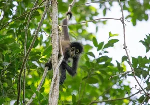 Private Tour: Coba ruins & Monkey Sanctuary with Punta Laguna