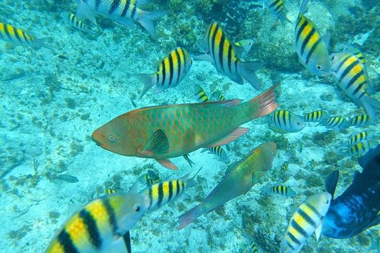Isla Mujeres Basic Tour in Catamaran with Snorkel and Open Bar