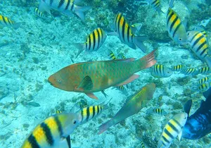 Isla Mujeres Basic Tour in Catamaran with Snorkel and Open Bar