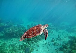 Snorkel at Turtle Habitat at Akumal from Playa del Carmen