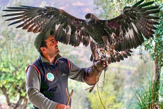 Interactive Educational Course on Birds of Prey