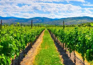 Full-Day Private Fraser Valley Wine Tour from Vancouver