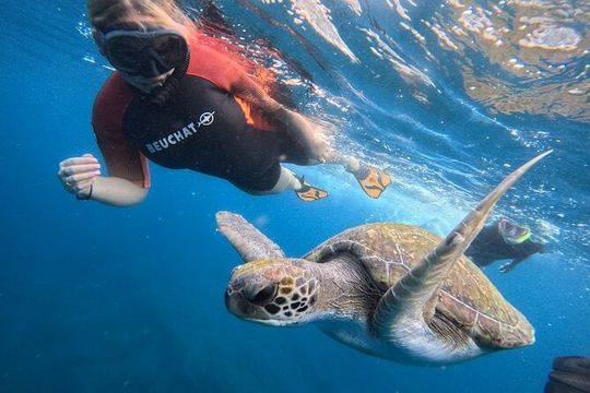 Tenerife Snorkeling Tour in turtle habitat