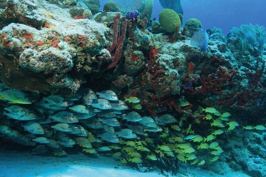 Sian Kaan Biosphere Boat Adventure & Snorkel