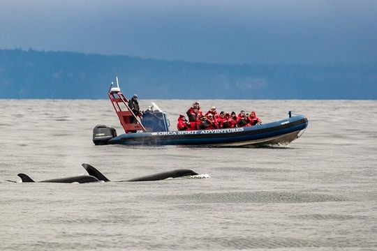 Vancouver-Victoria Day Trip by Seaplane + Whale Watching by Boat