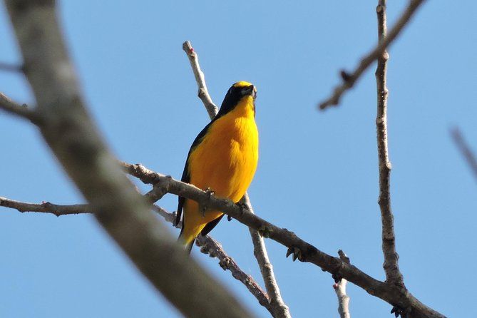 Birdwatching Cancun