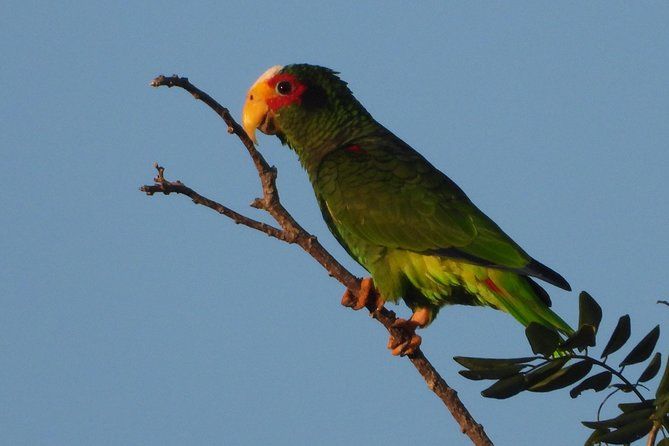 Birds of the Mayan World 1