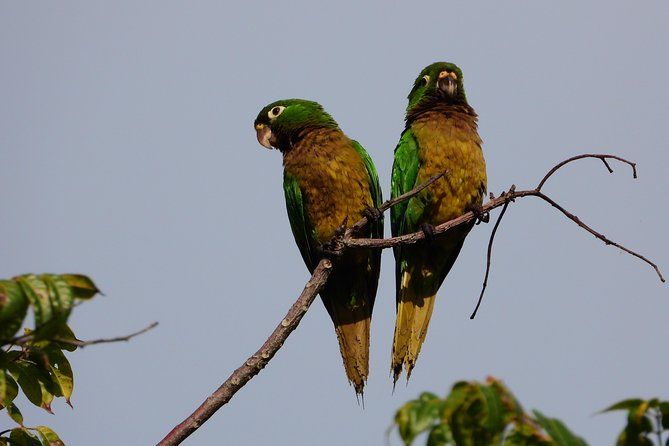 Birds of the Mayan World 3 Sian Ka'an