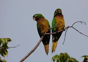 Birds of the Mayan World 3