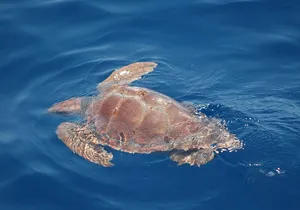 Dolphin and Whale Sailing Tour in Los Gigantes