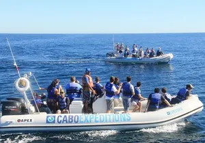 Small-Group Whale Watching Zodiac Boat Cruise in Cabo San Lucas