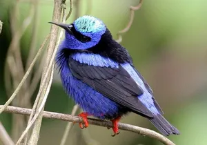 Bird watching ecofriendly tour from Cancun & Riviera Maya