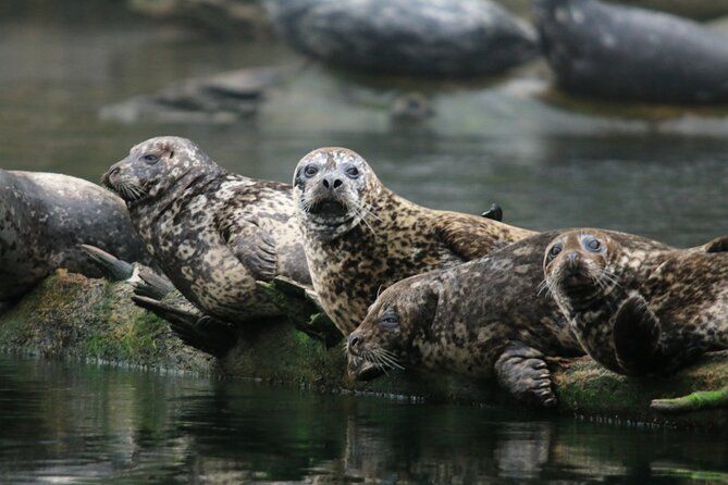 Vancouver City and Nature Waterfront Sightseeing Boat Tour
