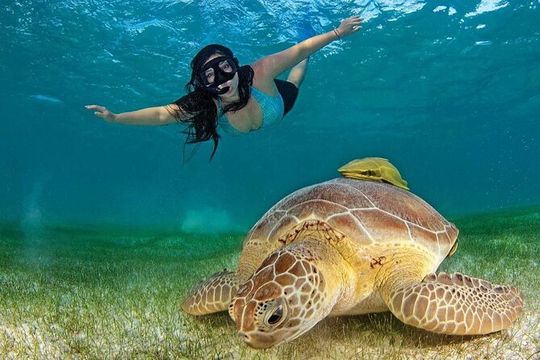 Tulum Ruins & Turtles Swim! Round with Cenote From Riviera Maya