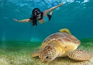 Tulum Ruins & Turtles Swim! Round Transportation From Cancun & Riviera Maya