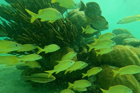 Cenote & Turtles Swim Tour! Reef Adventure from Playa del Carmen