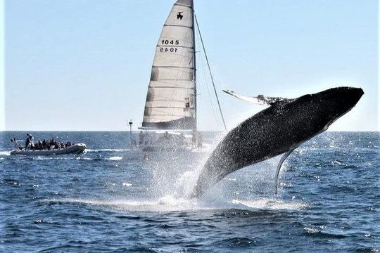 Whale Watching Tour in Los Cabos