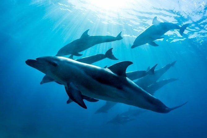 3 hour Dolphin and Seal Swim (NOV-APR)