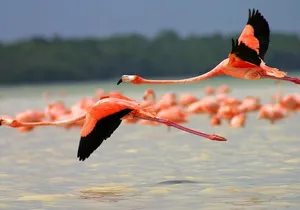Pink Lake Lagoon and Rio Lagartos Tour from Playa del Carmen