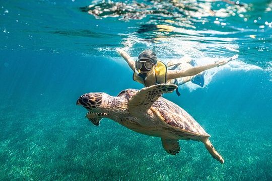 Snorkeling Tour with Turtles and Stingrays Puerto Morelos