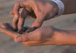 Sayulita, San Pancho and Lo de Marcos