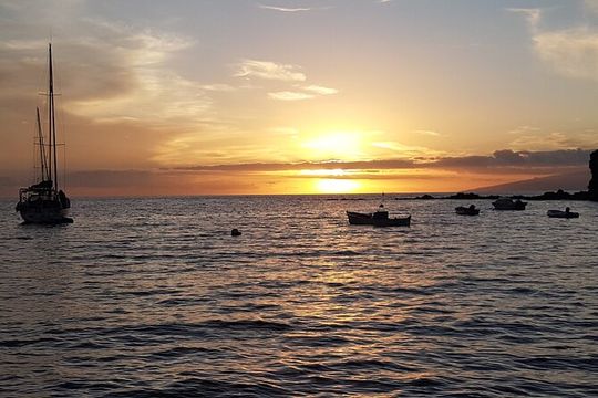 2 hour trip to see whales dolphins puerto colon adeje