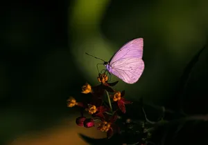 Butterfly Experience Nature Park Admission