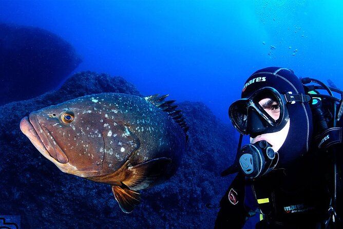 Garajau National Park Dive from Funchal for Certified Divers