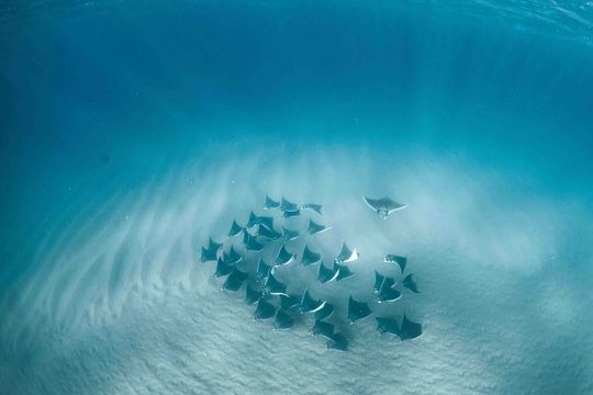 Mobula Ray Snorkeling
