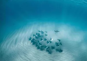 Mobula Ray Snorkeling