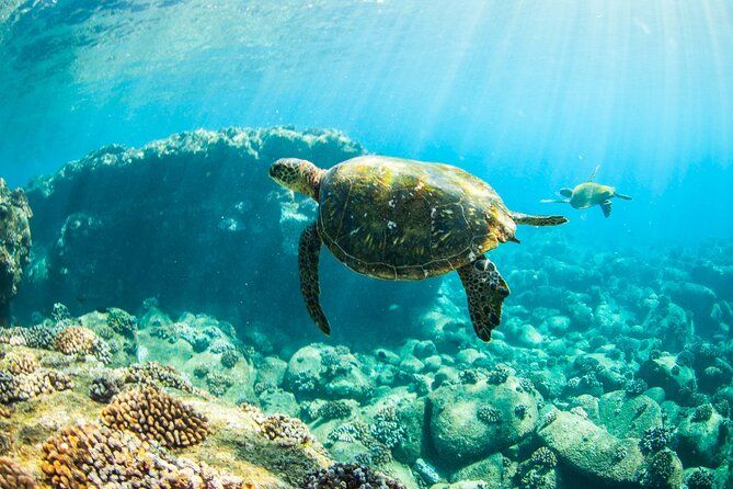 Kauai's Ultimate Guided Shore Snorkel (NO BOAT): North Anini