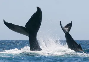 Sunset Whale Watching in San Jose del Cabo