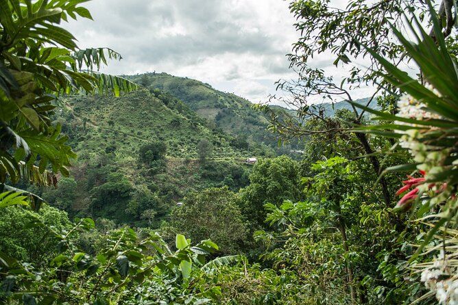 Blue Mountain Tour: A Half-Day Escape from Kingston