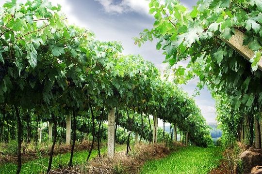 8 Hour Private Tour in Wine Country from San Francisco