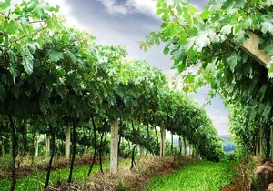 8 Hour Private Tour in Wine Country from San Francisco