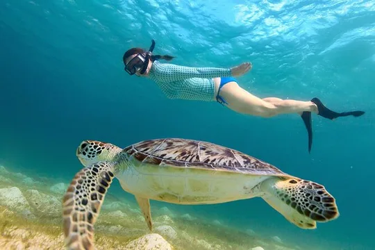 Turtle Snorkel Sail on Buck Island from Frenchman's Reef