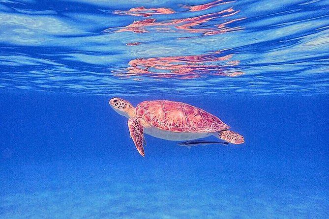 Private Morning Half-Day Snorkeling Trip
