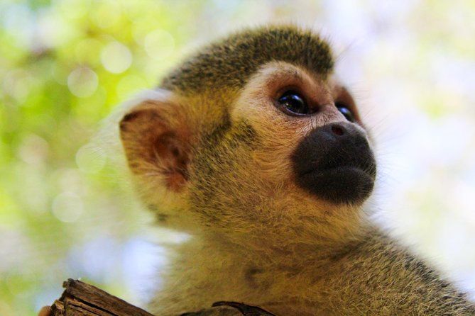 Akumal Monkey Sanctuary
