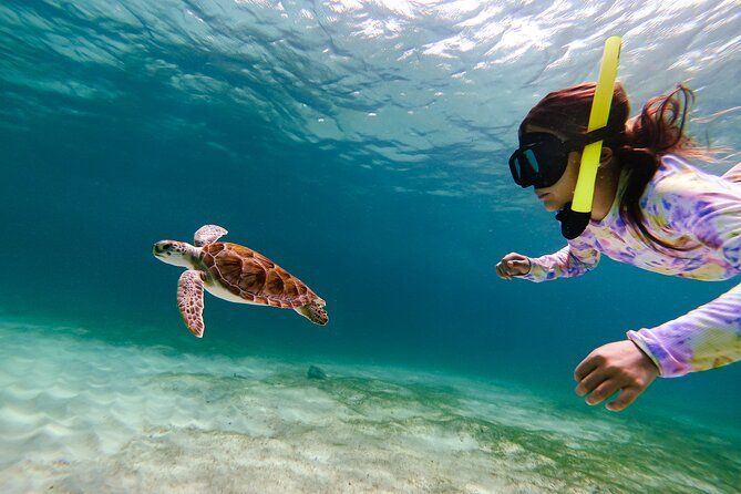 Turtle Snorkeling Tour in Tres Trapi, Aruba