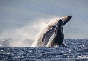 Whale Watching Cruise with Open Bar from Ka'anapali Beach