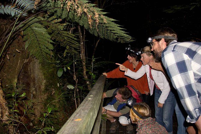 Puketi Rainforest Guided Walks.This is not a Shore Excursion product.