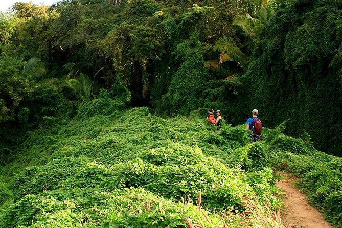 Monkey Mountain Jungle Hike Adventure