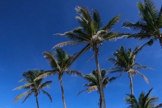 Full Day Tour to Isla Contoy and Isla Mujeres from Cancun