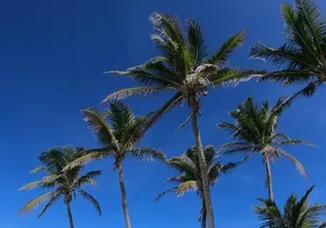 Full Day Tour to Isla Contoy and Isla Mujeres from Cancun