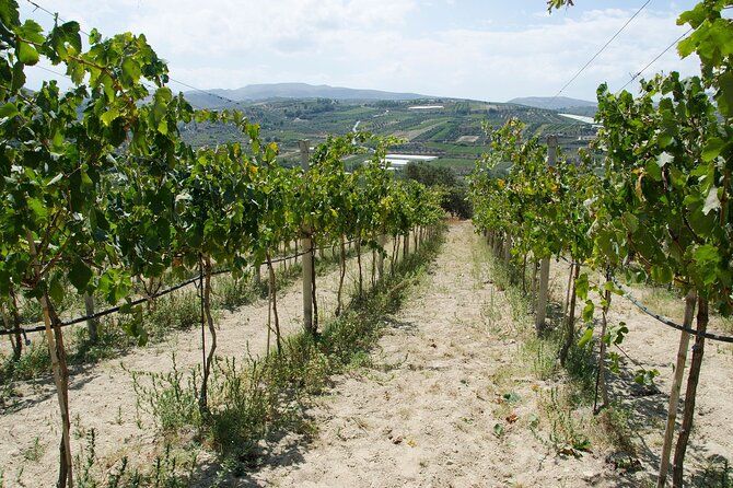 Half-Day Olive Mill and Winery Tour with tastings & Lunch