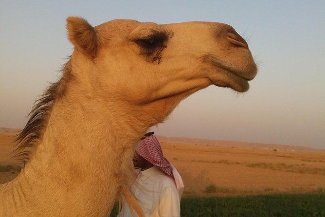 Small group adventure tour Kingdom of Saudi Arabia German tour guide