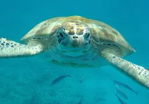 Private Half-Day Barbados Excursion