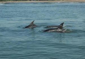 Dolphin Encounter